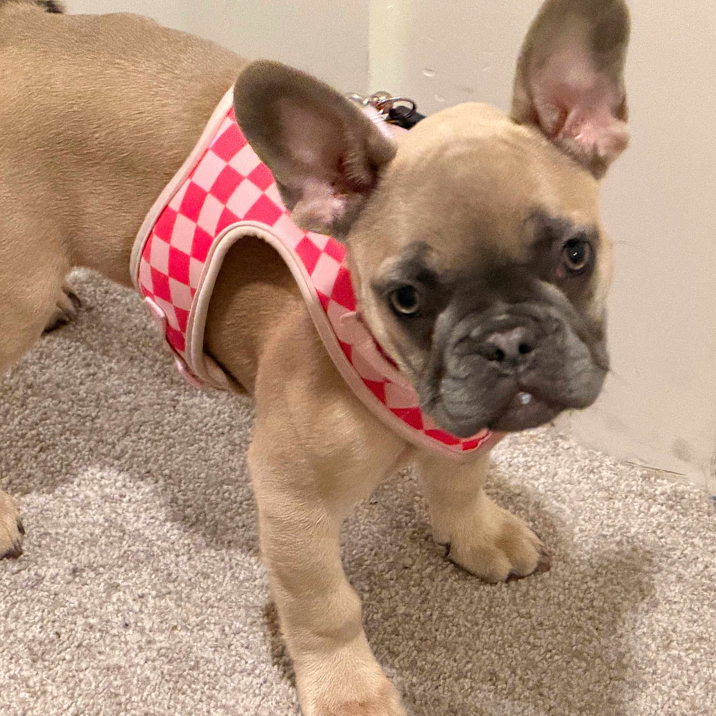Delilah