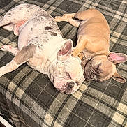 Delilah is registered to the contest to win money with this photo: dog, bulldog, sleeping, cuddling, bed, blanket, plaid, pet, animal, cute, resting, indoors, fur, snuggle, companion, relaxation, friendship, nap, domestic, cozy