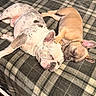 dog, bulldog, sleeping, cuddling, bed, blanket, plaid, pet, animal, cute, resting, indoors, fur, snuggle, companion, relaxation, friendship, nap, domestic, cozy