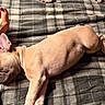 Delilah is registered to the contest to win money with this photo: puppy, dog, sleeping, resting, foot, tattoo, blanket, plaid, indoor, cozy, pet, animal, fur, relaxation, peaceful, cute, companion, warm_light, bed, comfort