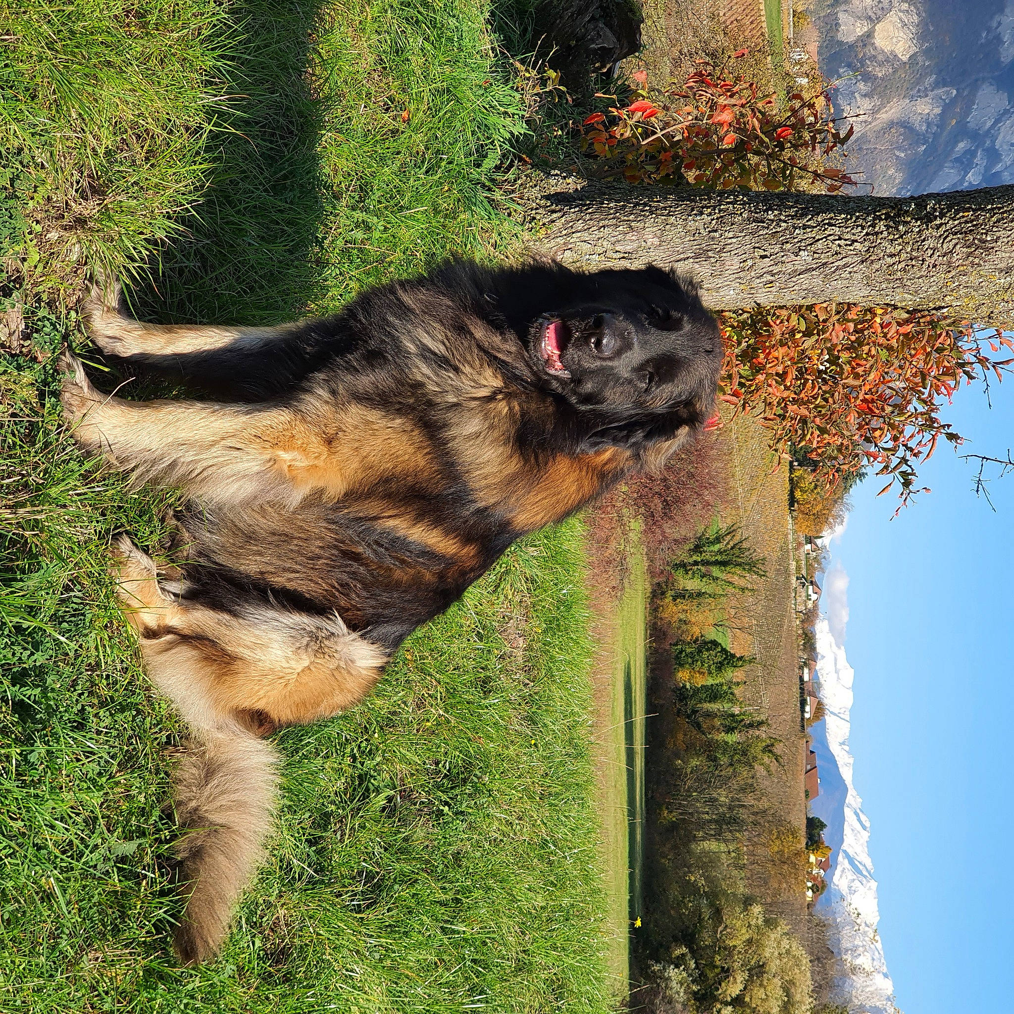 Orrhus a rejoint le concours — aidez-le/la à gagner de superbes lots ! canidae, carnivore, collar, dog, dog_breed, fawn, flower, german_shepherd_dog, grass, king_shepherd, old_german_shepherd_dog, plant, sky, snout, sporting_group, tail, terrestrial_animal, tree, trunk, working_animal