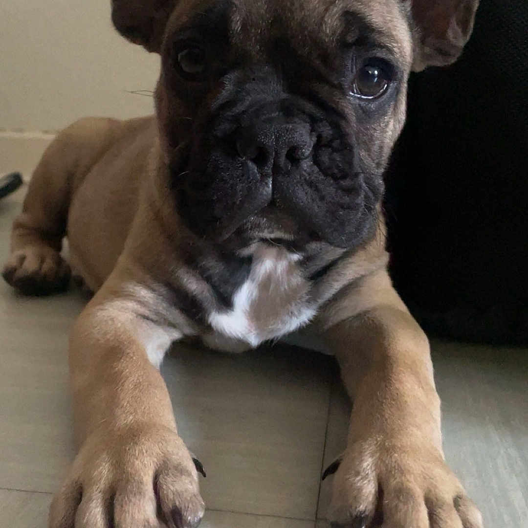 Vega a rejoint le concours — aidez-le/la à gagner de superbes lots ! animal, boxer, bulldog, canine, dog, frenchbulldog, pet, pitbull, pug, puppy