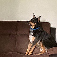 Shadow joined the competition — help win amazing prizes! dog, brown_couch, blue_collar, indoor, pet, sitting, alert, side_view, furniture, canine, domestic_animal, guarding, living_room, fur, ears, snout, four_legs, seated, watchful, household