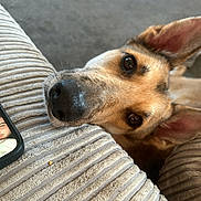 Ayla is registered to the contest to win money with this photo: dog, close_up, face, ear, cushion, texture, indoor, resting, pet, animal, brown, black_nose, eyes, looking_up, phone, human_face, carpet, fur, snout, home