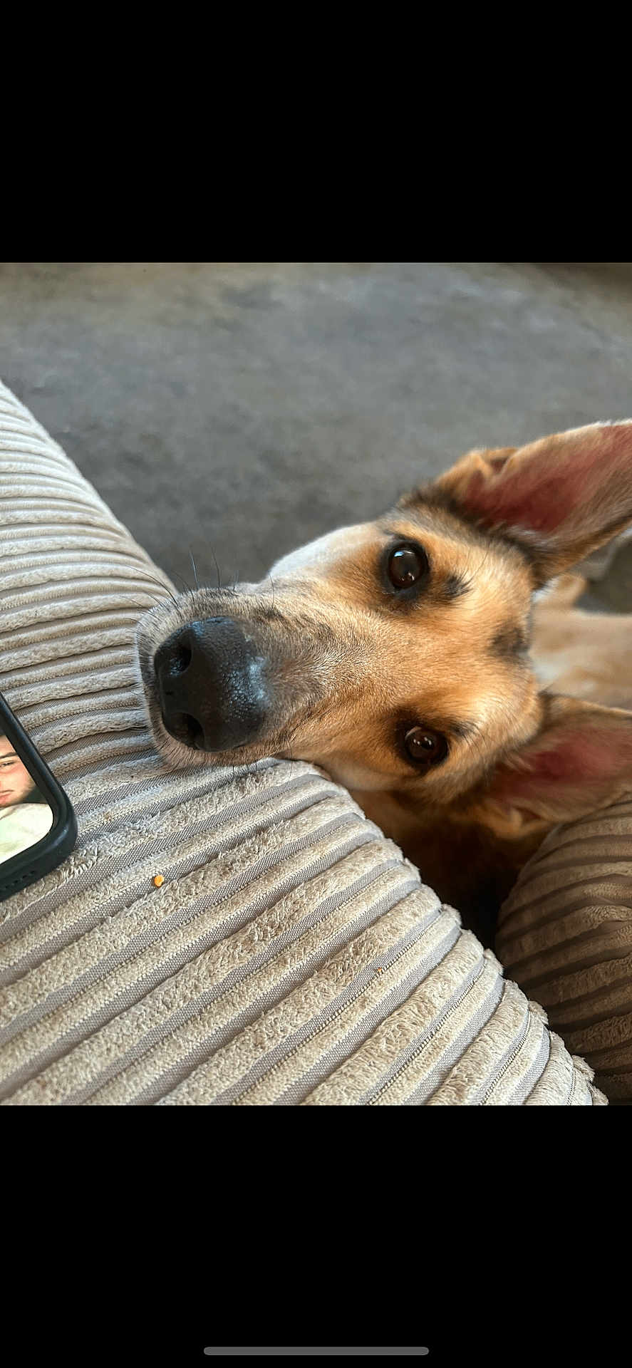 Ayla is registered to the contest to win money with this photo: dog, close_up, face, ear, cushion, texture, indoor, resting, pet, animal, brown, black_nose, eyes, looking_up, phone, human_face, carpet, fur, snout, home