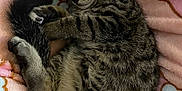 Egypt joined the competition — help win amazing prizes! cat, kitten, sleeping, tabby, fur, paw, tail, blanket, soft, cozy, cute, pet, animal, resting, indoors, feline, young, cute_animal, peaceful, relaxed