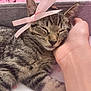 kitten, cat, sleeping, ribbon, pink, hand, pet, cozy, cute, tabby, fur, resting, bed, blanket, domestic_animal, animal, closeup, indoor, soft, comfort
