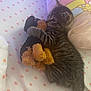 kitten, tabby, cat, stuffed_toy, plush, bed, pillow, polka_dots, sleeping_area, indoor, cute, pet, animal, soft_toy, feline, cozy, resting, small, adorable, cuddling