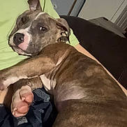 Kodak is registered to the contest to win money with this photo: dog, puppy, brindle, pet, lying_down, couch, blanket, paws, nose, eyes, collar, human_arm, green_shirt, indoor, living_room, close_up, relaxed, portrait, canine, favorite_spot