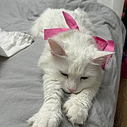 Mimi participe au concours pour gagner de l'argent avec cette photo : cat, white_cat, fluffy, pet, indoor, bed, gray_bedspread, pink_ribbon, sleepy, cozy, feline, animal, cute, relaxed, stretching, soft_fur, whiskers, paws, closeup, domestic_cat