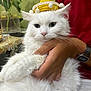 Mimi a rejoint le concours — aidez-le/la à gagner de superbes lots ! cat, white_cat, fluffy, sombrero, hat, pet, indoor, person_hand, watch, green_eyes, feline, animal, cute, domestic_cat, table, vase, flowers, red_shirt, holding, portrait