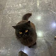 Kitty participe au concours pour gagner de l'argent avec cette photo : cat, black_cat, yellow_eyes, fluffy, pet, indoor, tile_floor, shadow, reflection, curious, looking_up, feline, animal, whiskers, tail, ears, fur, domestic_cat, floor_tiles, lighting
