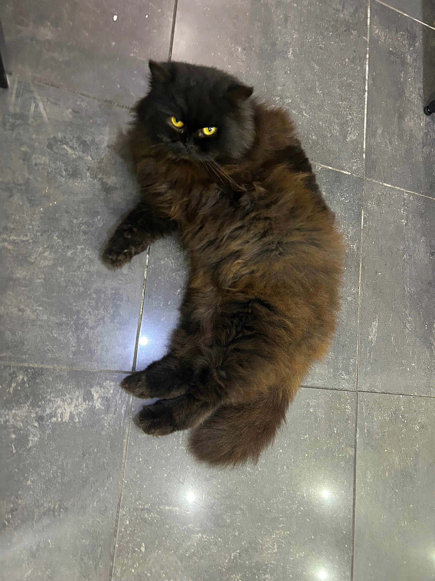 Kitty a rejoint le concours — aidez-le/la à gagner de superbes lots ! cat, feline, fluffy, black_cat, yellow_eyes, indoor, floor, tile_floor, pet, animal, lying_down, fur, whiskers, tail, cute, domestic_cat, relaxed, intense_gaze, mammal, paws