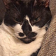 Lil One joined the competition — help win amazing prizes! animal, black_and_white, cat, close_up, couch, cozy, cute, domestic, ears, face, feline, fur, indoor, mammal, mustache_pattern, pet, relaxed, resting, texture, whiskers