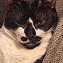 animal, black_and_white, cat, close_up, couch, cozy, cute, domestic, ears, face, feline, fur, indoor, mammal, mustache_pattern, pet, relaxed, resting, texture, whiskers