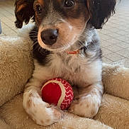 Happy a rejoint le concours — aidez-le/la à gagner de superbes lots ! puppy, dog, pet, ball, toy, bed, plush, cute, fur, ears, collar, indoor, floor, brown, white, black, closeup, animal, young, adorable