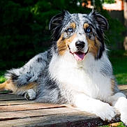 Oslo a rejoint le concours — aidez-le/la à gagner de superbes lots ! dog, australian_shepherd, blue_eyes, lying_down, outdoor, wooden_table, greenery, sunlight, happy, fluffy, pet, canine, nature, portrait, animal, domestic_animal, grass, relaxed, snout, ears