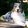 dog, australian_shepherd, blue_eyes, lying_down, outdoor, wooden_table, greenery, sunlight, happy, fluffy, pet, canine, nature, portrait, animal, domestic_animal, grass, relaxed, snout, ears