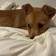 Arlo a rejoint le concours — aidez-le/la à gagner de superbes lots ! adorable, animal, bed, bedding, bedroom, blanket, brown_dog, cozy, cute, dog, floppy_ears, indoors, large_eyes, lying_down, pet, portrait, puppy, resting, sleeping, small_dog