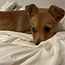 adorable, animal, bed, bedding, bedroom, blanket, brown_dog, cozy, cute, dog, floppy_ears, indoors, large_eyes, lying_down, pet, portrait, puppy, resting, sleeping, small_dog