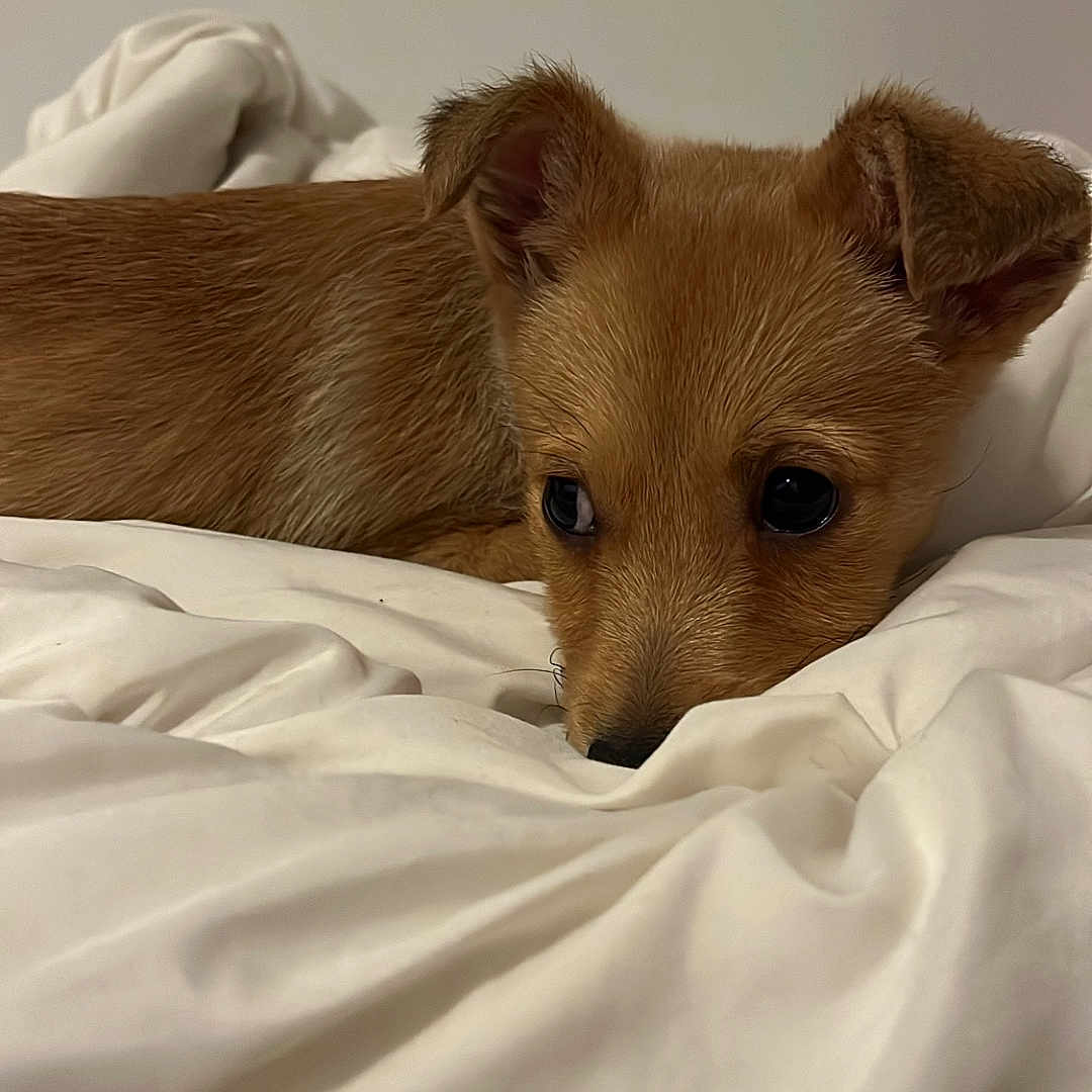 Arlo