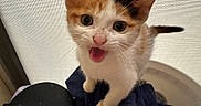 Penelope joined the competition — help win amazing prizes! kitten, calico, cat, pet, animal, feline, young, cute, curious, mouth_open, whiskers, ears, fur, indoor, towel, texture, closeup, playful, small, looking_up