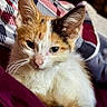 Penelope joined the competition — help win amazing prizes! cat, kitten, calico, pet, animal, whiskers, fur, closeup, indoor, quilt, blanket, cozy, relaxed, sleepy, cute, face, ears, nose, soft, domestic