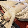 Penelope is registered to the contest to win money with this photo: cat, sleeping, pet, indoor, blanket, furry, cozy, fur, resting, comfort, domestic_animal, cute, relax, bed, soft, whiskers, striped_blanket, white_fur, calico, animal