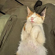 Penelope is registered to the contest to win money with this photo: kitten, cat, sleeping, fur, pet, animal, relaxed, paws, closeup, lap, indoor, cute, whiskers, tabby, domestic_cat, soft, adorable, small, resting, peaceful