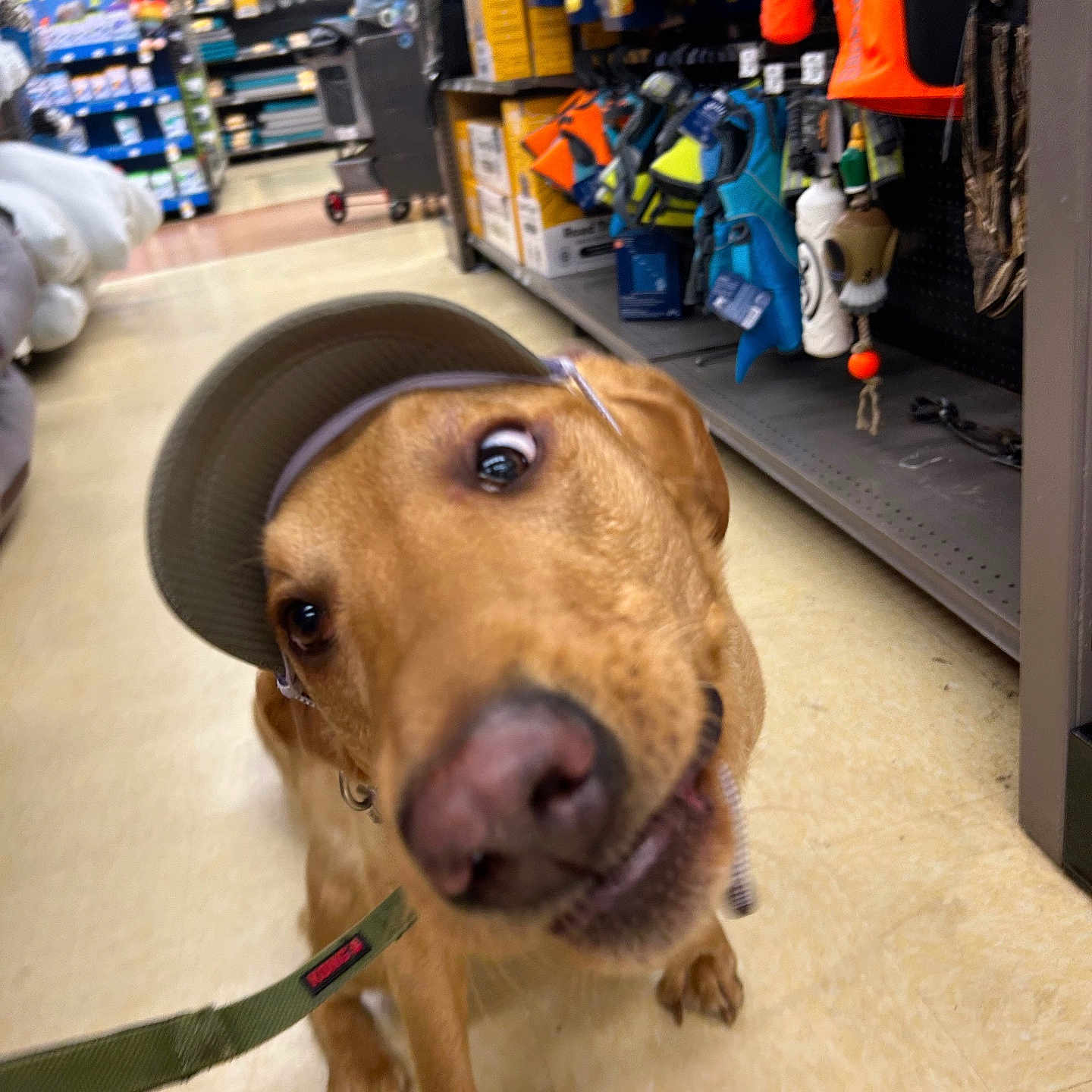 Finn is registered to the contest to win money with this photo: accessories, animal, bag, baseballcap, canine, cap, clothing, dog, goldenretriever, grocerystore, handbag, hat, indoors, labradorretriever, machine, person, pet, shelf, shop, wheel