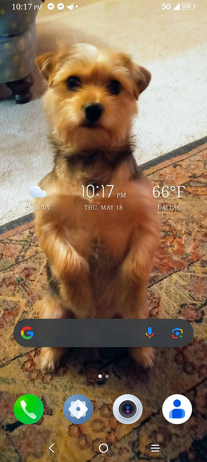 Oliver joined the competition — help win amazing prizes! carnivore, collar, communication_device, companion_dog, dog, dog_breed, dog_clothes, dog_supply, fawn, font, light, liver, mammal, pet_supply, photograph, screenshot, snout, sporting_group, toy_dog, working_animal
