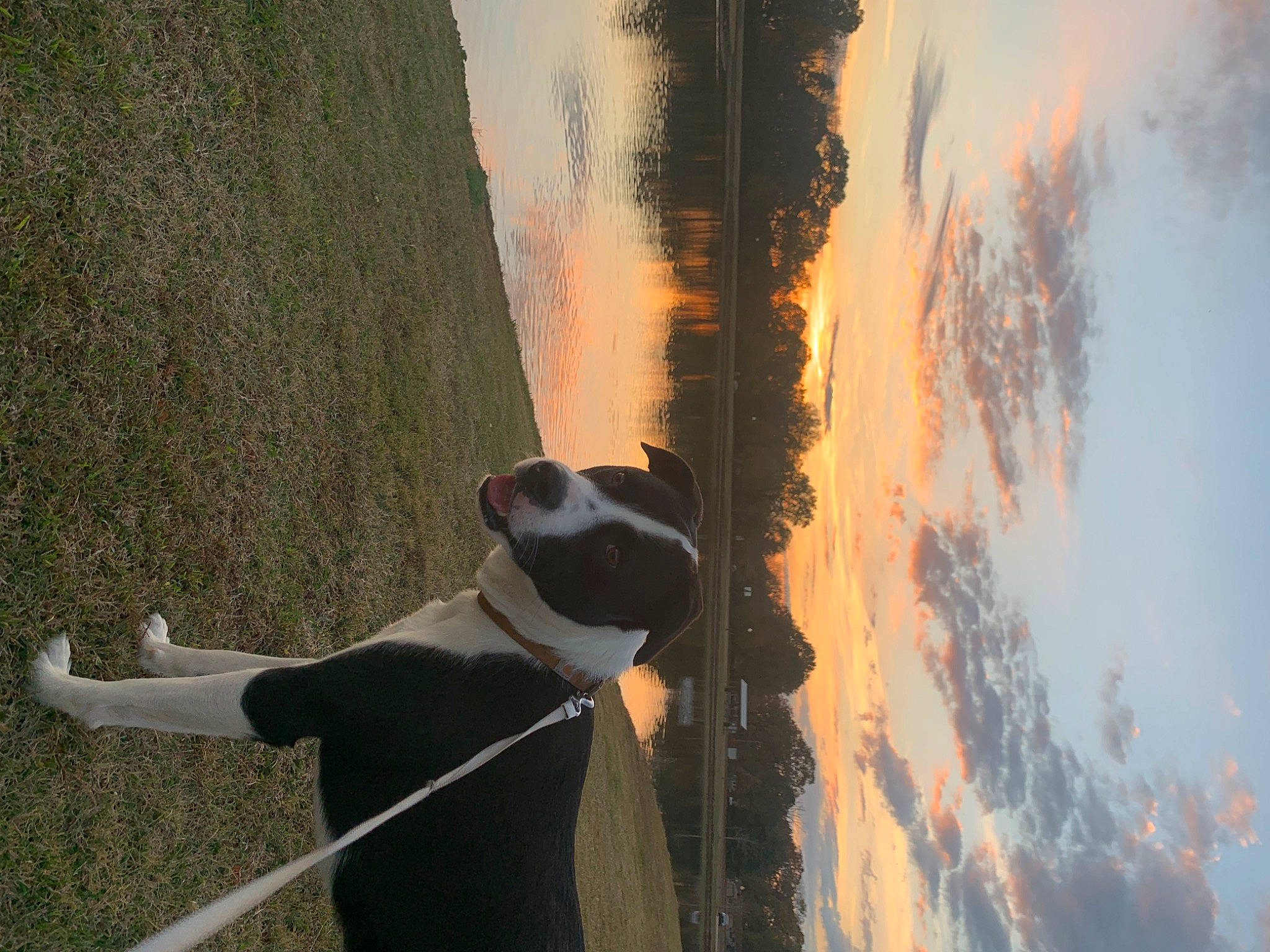 Lincoln is registered to the contest to win money with this photo: carnivore, cloud, collar, companion_dog, cumulus, dog, dog_breed, dog_collar, formal_wear, lake, landscape, light, plant, shadow, sky, sporting_group, sunrise, tree, water, wood