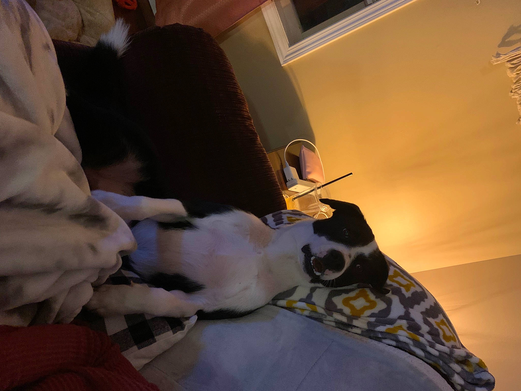 Lincoln joined the competition — help win amazing prizes! art, bed, bed_sheet, bedding, comfort, couch, eyewear, feather, felidae, flooring, fur, human_leg, linens, room, small_to_medium_sized_cats, tail, visual_arts, whiskers, wing, wood