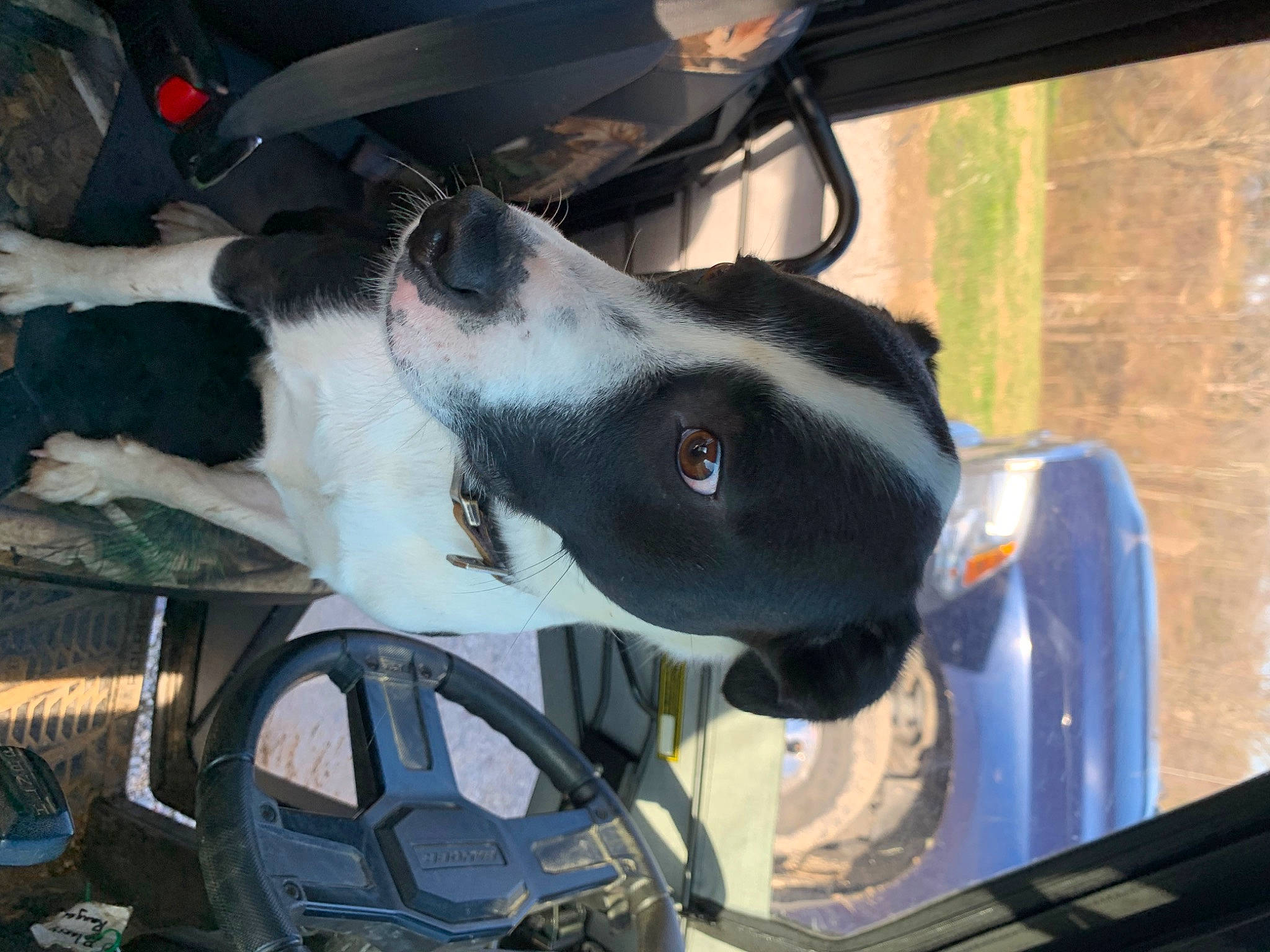 Lincoln joined the competition — help win amazing prizes! auto_part, automotive_design, automotive_exterior, automotive_lighting, automotive_mirror, automotive_side_view_mirror, automotive_window_part, car, carnivore, collar, dog, dog_breed, hood, motor_vehicle, rear_view_mirror, snout, vehicle, vehicle_door, windshield, working_animal