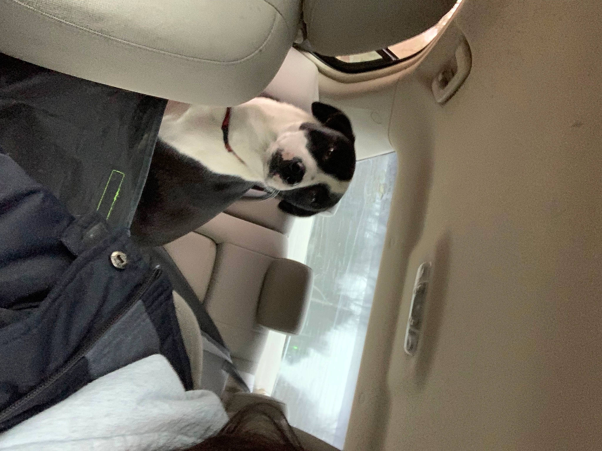 Lincoln joined the competition — help win amazing prizes! auto_part, automotive_design, automotive_exterior, car_seat, car_seat_cover, carnivore, comfort, companion_dog, dog, dog_breed, eyewear, family_car, formal_wear, head_restraint, luxury_vehicle, personal_luxury_car, seat_belt, snout, vehicle, vehicle_door