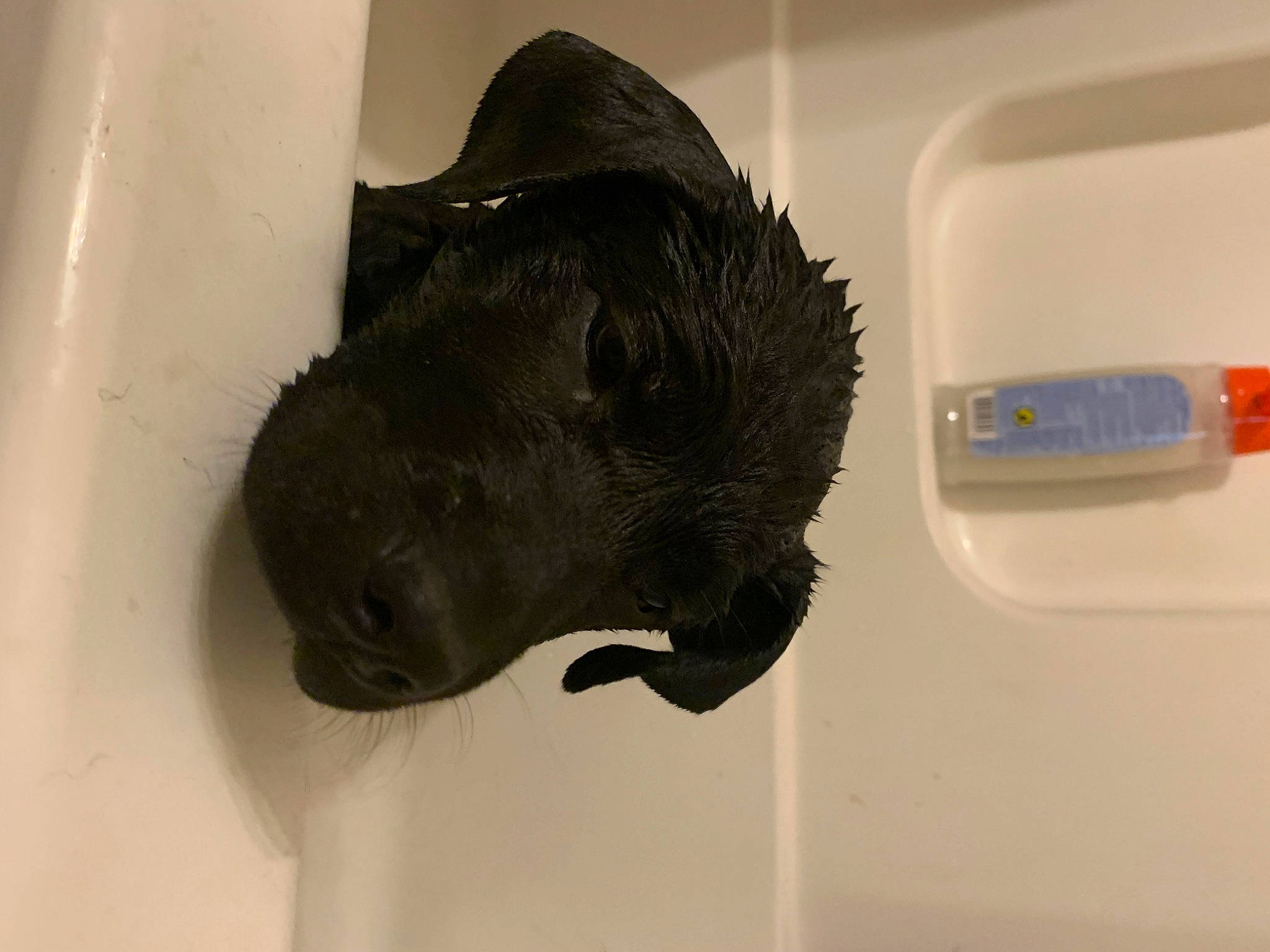 Sebastian is registered to the contest to win money with this photo: art, bathing, bottle, brush, dog_breed, drinking_water, fluid, fur, gas, liquid, plastic_bottle, plumbing, plumbing_fixture, sculpture, snout, solvent, tail, tap, terrestrial_animal, water_bottle