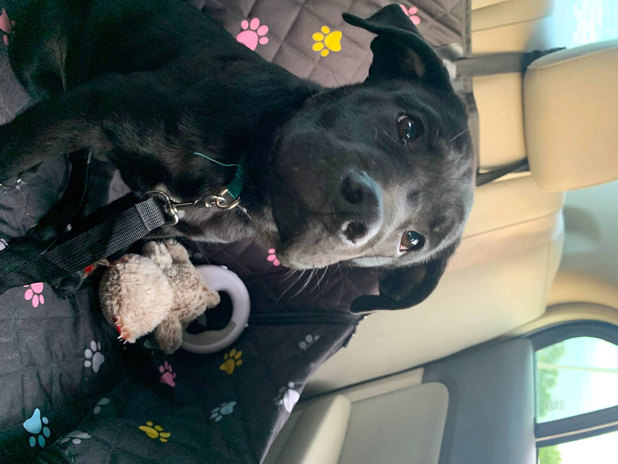 Sebastian joined the competition — help win amazing prizes! auto_part, automotive_exterior, borador, canidae, car, car_seat, carnivore, collar, companion_dog, dog, dog_breed, dog_collar, family_car, guard_dog, snout, sporting_group, vehicle, vehicle_door, windshield, working_animal