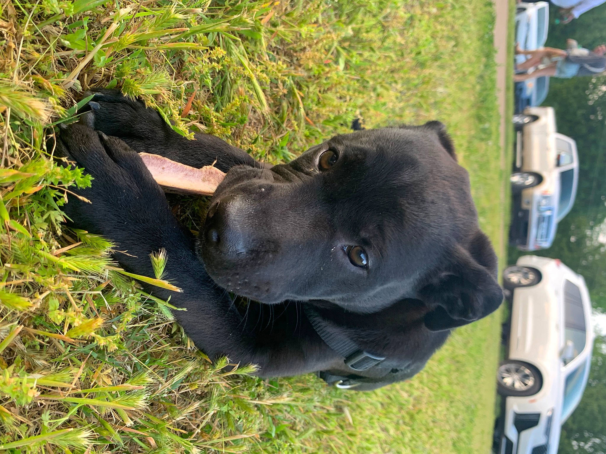 Sebastian is registered to the contest to win money with this photo: automotive_mirror, automotive_tire, car, carnivore, collar, dog, dog_breed, dog_collar, fawn, fender, grass, mammal, plant, snout, sporting_group, terrestrial_animal, tire, vehicle, vertebrate, working_animal