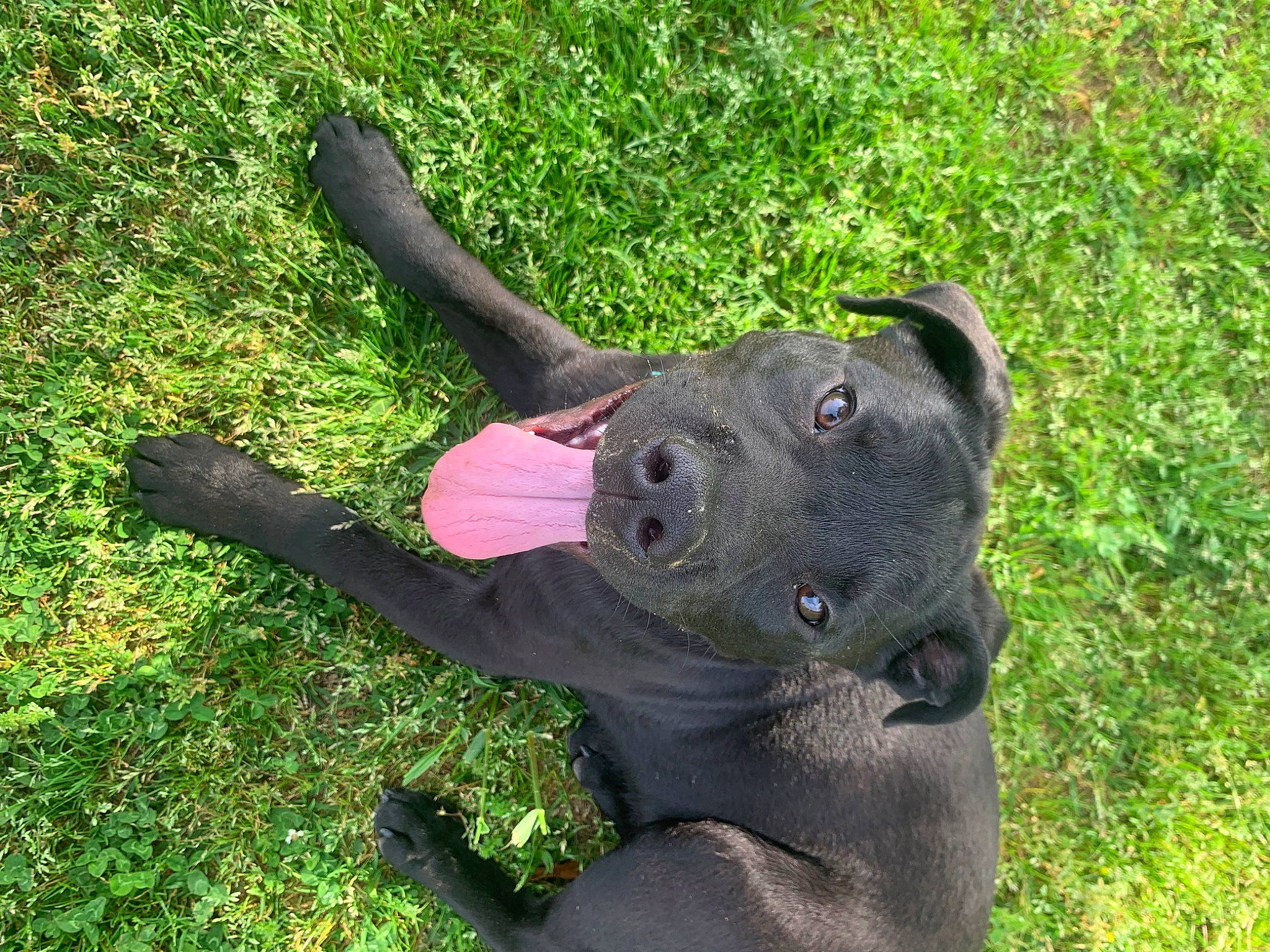 Sebastian is registered to the contest to win money with this photo: art, canidae, carnivore, collar, companion_dog, dog, dog_breed, dog_collar, fashion_accessory, fawn, fur, grass, plant, sculpture, snout, sporting_group, tail, terrestrial_animal, tree, working_animal