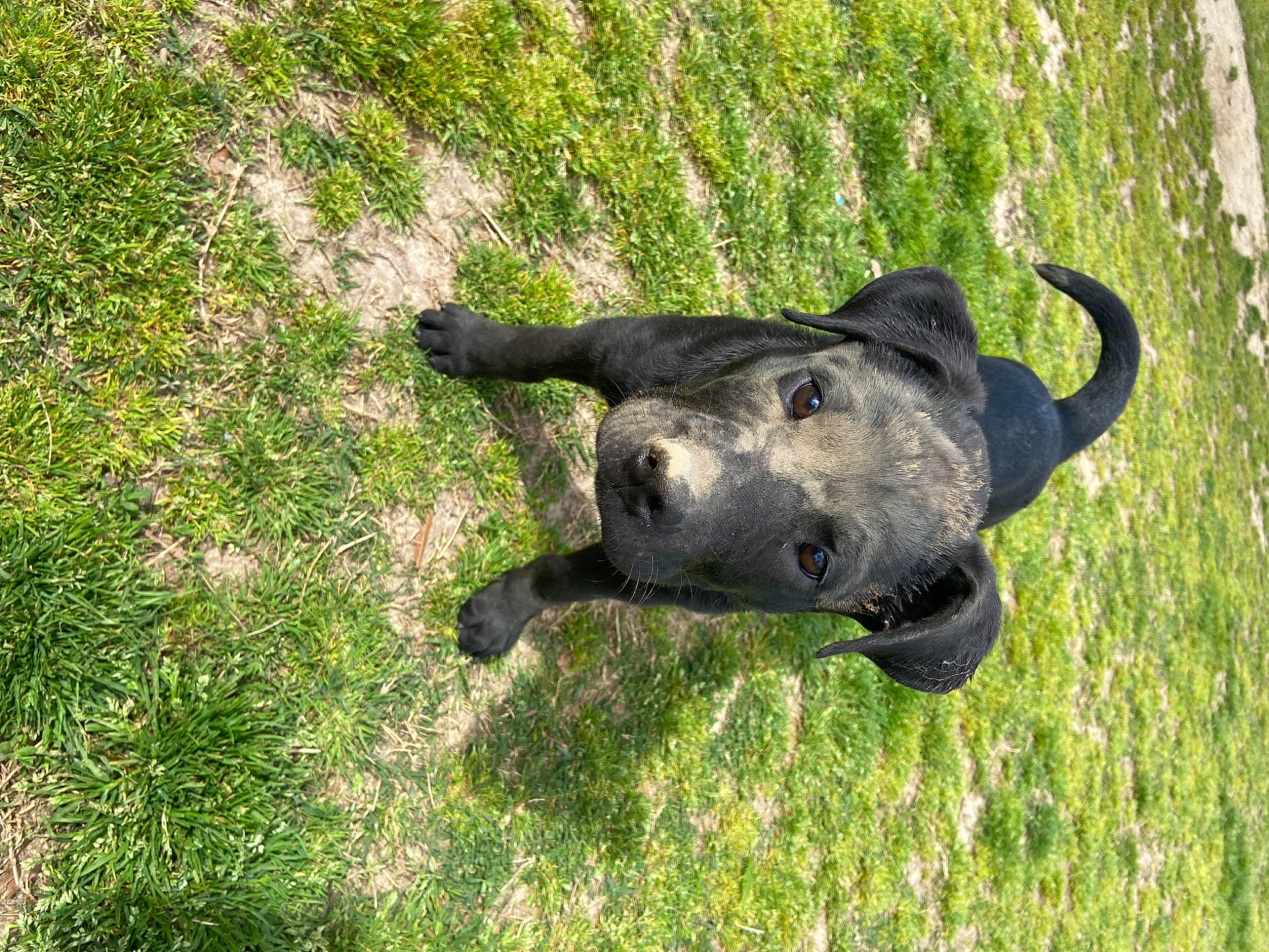 Sebastian is registered to the contest to win money with this photo: bovine, bull, canidae, carnivore, dog_breed, fawn, grass, grassland, grazing, groundcover, guard_dog, horn, pasture, plant, prairie, snout, sporting_group, tail, terrestrial_animal, working_animal
