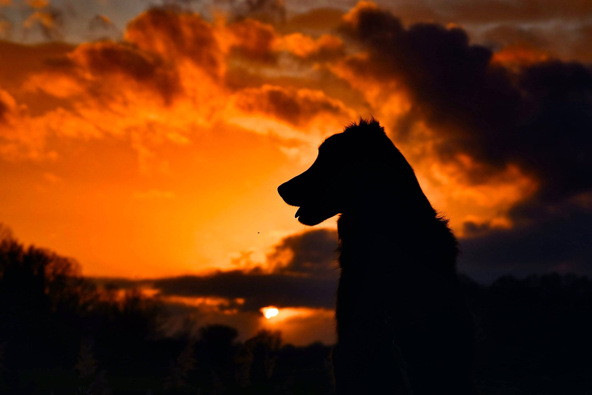 Roger participe au concours pour gagner de l'argent avec cette photo : afterglow, atmosphere, backlighting, carnivore, cloud, cumulus, dawn, dog, dog_breed, dusk, flash_photography, happy, horizon, landscape, orange, sky, sporting_group, sun, sunrise, sunset