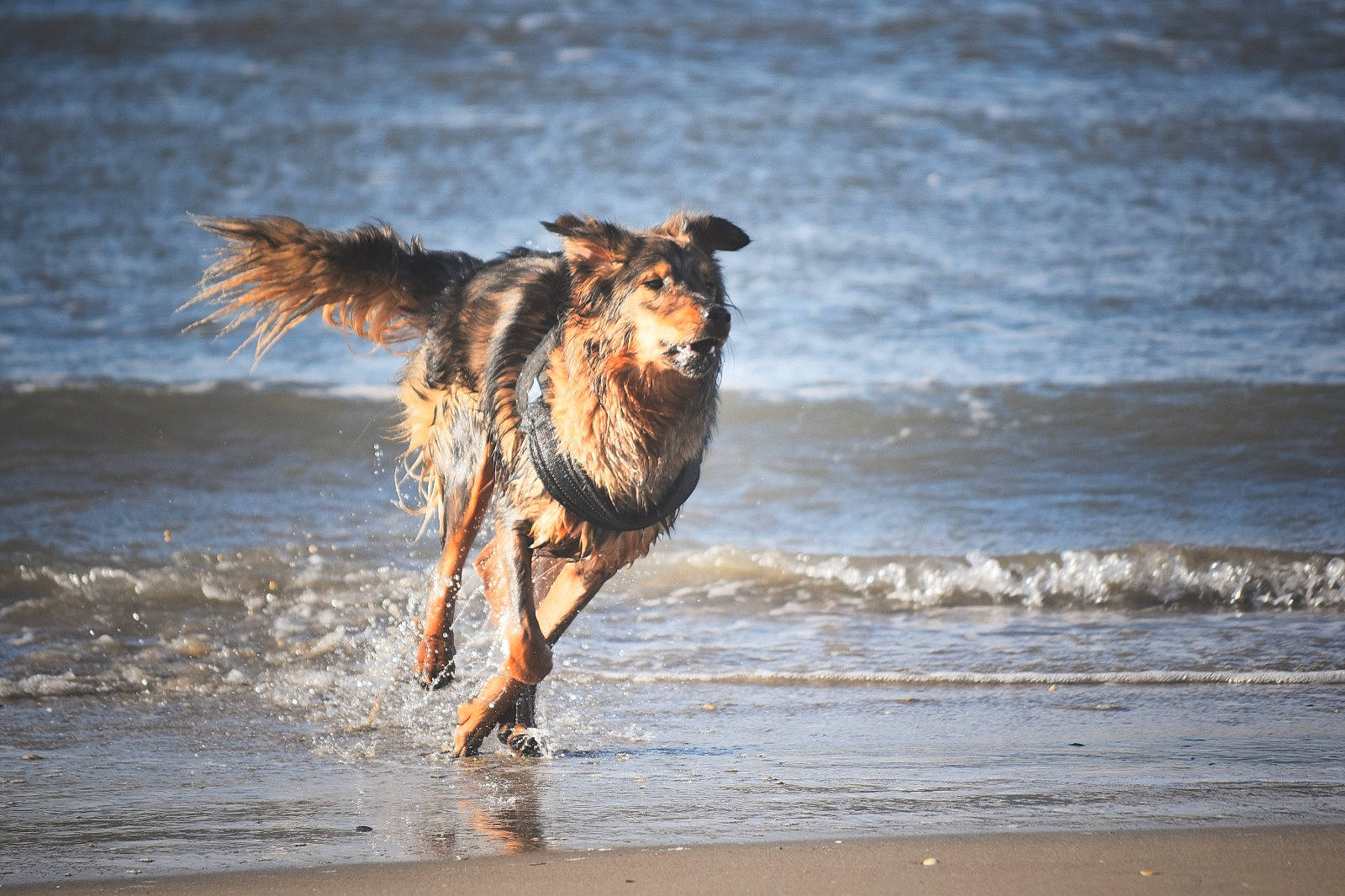 Roger a rejoint le concours — aidez-le/la à gagner de superbes lots ! beach, borzoi, canidae, carnivore, coast, dog, dog_breed, evening, fawn, happy, lake, ocean, retriever, shore, sporting_group, tail, water, wave, wind_wave, wood