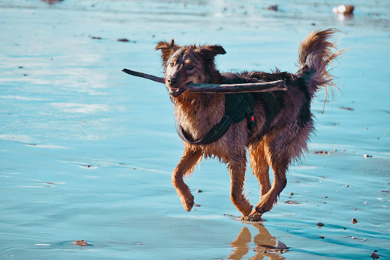 Roger a rejoint le concours — aidez-le/la à gagner de superbes lots ! canidae, carnivore, collar, companion_dog, dog, dog_breed, dog_walking, fawn, lake, leash, liver, ocean, pack_animal, pet_supply, running, sporting_group, tail, terrier, water, working_animal