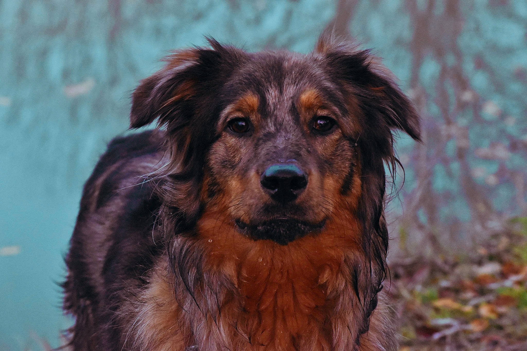 Roger participe au concours pour gagner de l'argent avec cette photo : canidae, carnivore, companion_dog, dog, dog_breed, eye, fur, grass, liver, snout, sporting_group, terrestrial_animal, whiskers, working_dog
