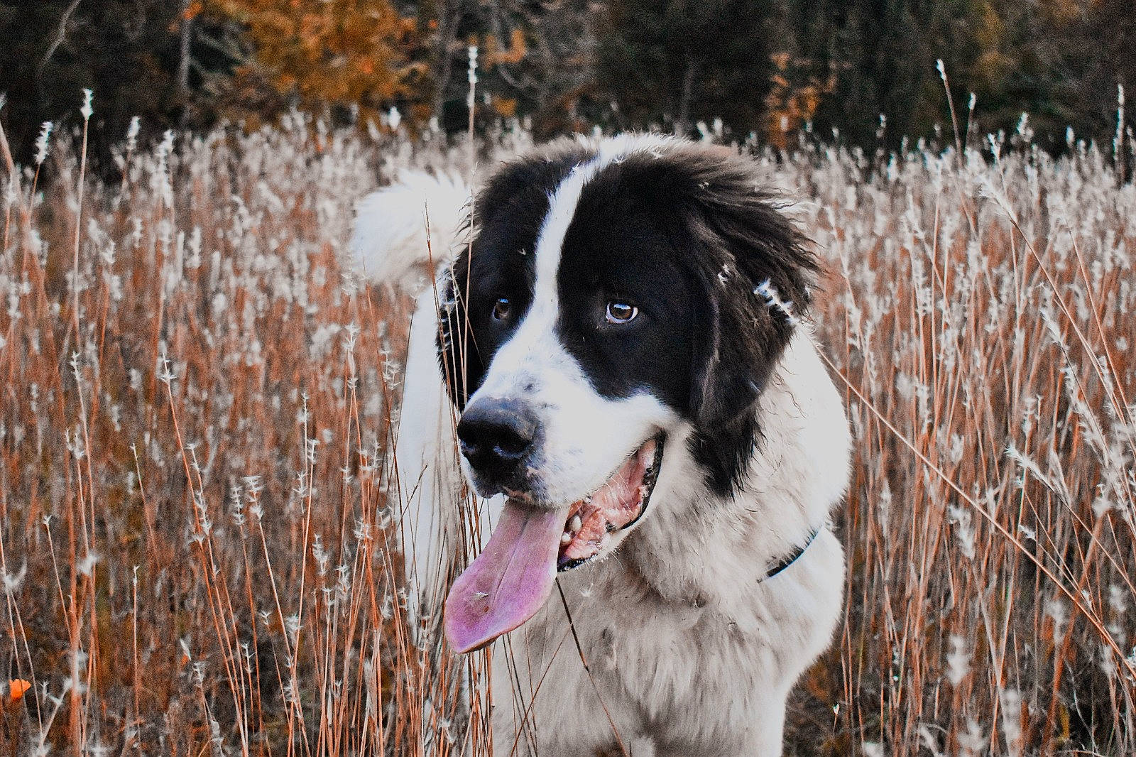 Robert a rejoint le concours — aidez-le/la à gagner de superbes lots ! ball, canidae, carnivore, companion_dog, dog, dog_breed, dog_collar, freezing, fur, grass, gun_dog, herding_dog, hunting_dog, plant, snout, snow, sporting_group, tree, winter, working_dog