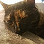 cat, sleeping, tortoiseshell, closeup, fur, whiskers, blanket, cozy, resting, pet, animal, indoor, soft, nap, peaceful, relaxation, feline, warm_light, comfort, cute