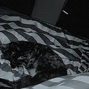 Opale participe au concours pour gagner de l'argent avec cette photo : cat, sleeping, bed, striped_bedspread, indoor, feline, black_cat, resting, cozy, quiet, night, dark, pet, animal, fur, cute, domestic_cat, relaxation, comfort, home