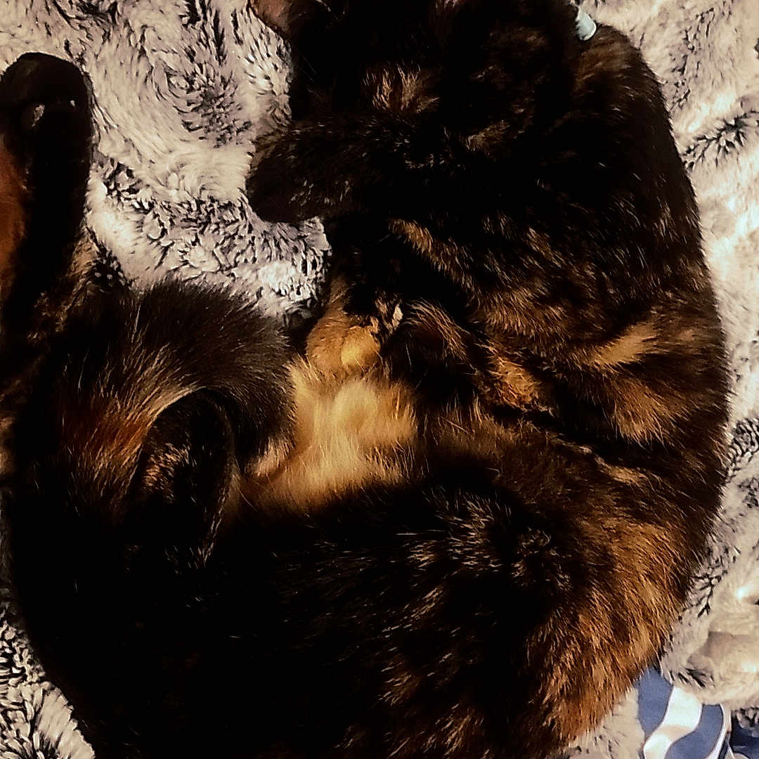 Opale participe au concours pour gagner de l'argent avec cette photo : animal, blanket, cat, comfort, cozy, curled_up, cute, domestic_cat, feline, fur, indoor, patterned_blanket, pet, relaxed, resting, sleeping, soft_texture, striped_fabric, tortoiseshell, warm