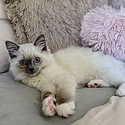 Missy is registered to the contest to win money with this photo: kitten, cat, blue_eyes, fluffy, paw_pads, couch, pillows, gray, pink, soft_texture, indoor, pet, cute, relaxed, feline, young, whiskers, ears, fur, laying_down