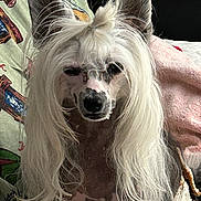 Tj Trainer Junior is registered to the contest to win money with this photo: animal, blanket, chinese_crested, closeup, cute, dog, domestic_animal, ears, face, fluffy, fur, hair_style, indoor, long_hair, pet, portrait, quilt, sitting, snout, whiskers